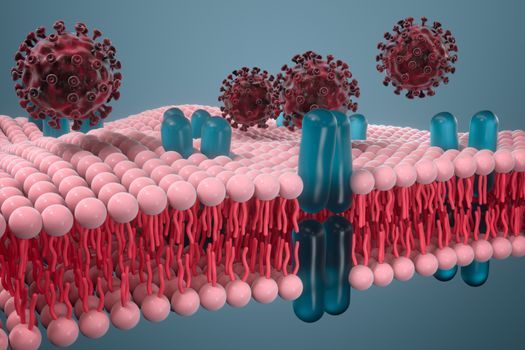 Cell membrane and coronavirus, medical concept, 3d rendering. Computer digital drawing.