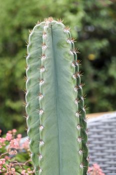 Cactus in flower pot