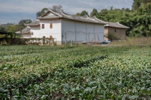 Tea plantations around stone home by Tulou at Unesco heritage site near Xiamen