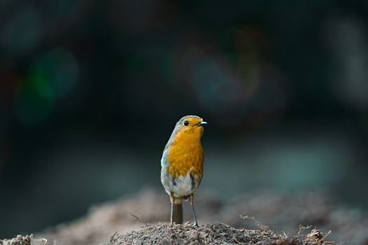 A redbreast robin stands on mud after foraging for bugs. his beady eye looks directly at the camera.