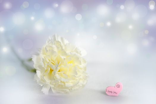 The pink carnation on abstract bokeh background in love concept for valentines day with romantic moment.