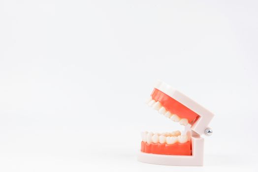 acrylic human jaw model for studying oral hygiene