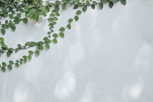 Tree branch with green foliage on old cement wall background.