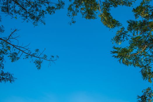 under the tree shade and blue sky with copy space.