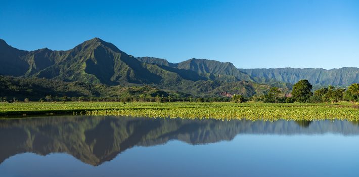 Close up on Taro plans in Hanalei valley with Na Pali mountains behind in Kauai