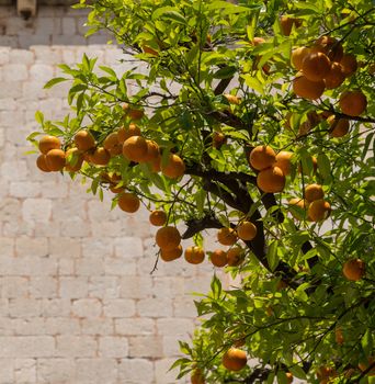 Oranges and orange tree in Franciscan Monastery in the old town of Dubrovnik in Croatia