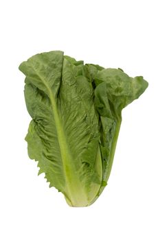 Lettuce isolated on a white background with clipping path.
