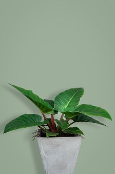 Tropical leaves Homalomena rubescens Kunth on green background, minimal picture with copy space.