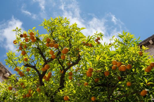 Oranges and orange tree in Franciscan Monastery in the old town of Dubrovnik in Croatia