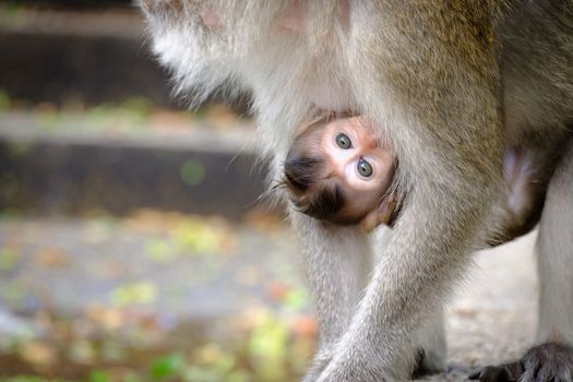 Eyes baby monkey looking straight forward and hugging mom.