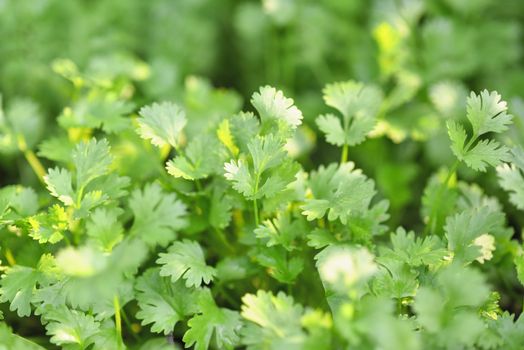 Coriander organic growing in the garden in Thailand, Thai herb Health benefits of coriander. Coriander is loaded with antioxidants. Soft Selected focus