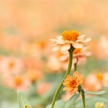 Orange flowers in the garden and a blurred background, AF point selection, Space for write.
