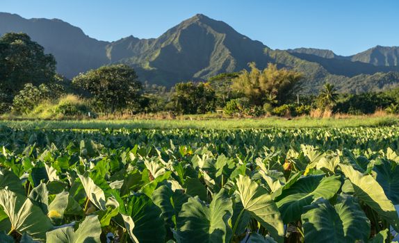 Close up on Taro plans in Hanalei valley with Na Pali mountains behind in Kauai