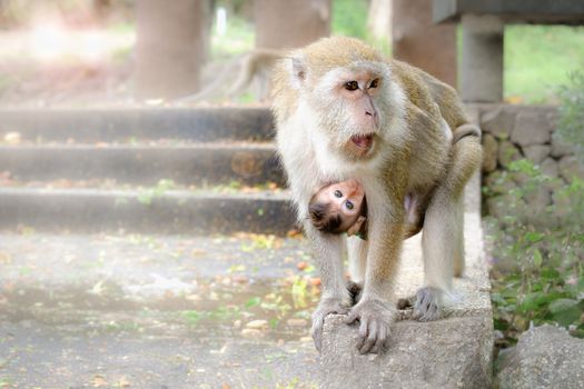 Eyes baby monkey looking straight forward and hugging mom, AF point selection, the lens Fair.