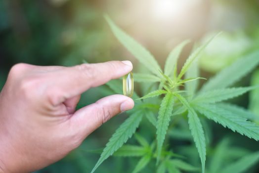 A Capsule of CBD hemp oil and cannabis leaves in the hands of researchers. Researcher background. Medical concept Researching hemp leaves and hemp oil Using oil as a treatment herb. Selected focus