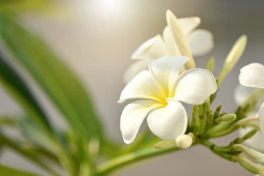 purity of white Plumeria or Frangipani flowers. spa flower blossom of tropical tree Spring landscape of Plumeria flower Bright colorful  flowers with Beautiful sunlight in the morning. Selected focus