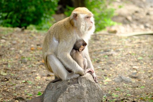 Mother hugging baby monkey Sitting on rocks in the sun.