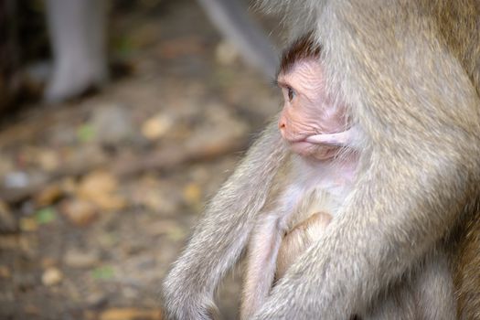 Monkey baby being breast-fed And look forward Show the love ties, With space to write.