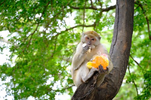Monkeys are eating candy colors and sitting on a tree , lives in a natural forest of Thailand, With space to write.