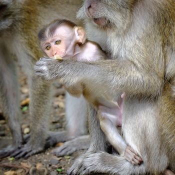 Monkey mother feeding a baby monkey And look forward Show the love ties.