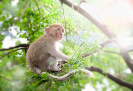 Monkeys sitting on a tree, lives in a natural forest of Thailand, make  Lens Flare.