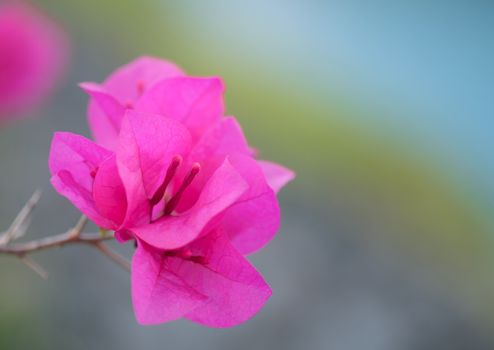 Pink bougainvillea paper flower in the garden.