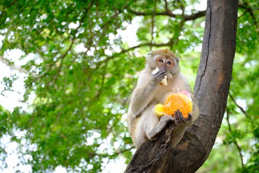 Monkeys are eating candy colors and sitting on a tree , lives in a natural forest of Thailand, With space to write.