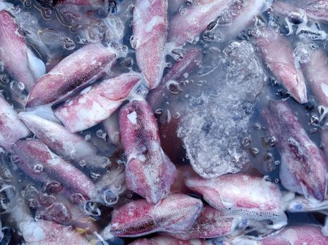 Frozen squid on ice selling at the seafood supermarket.