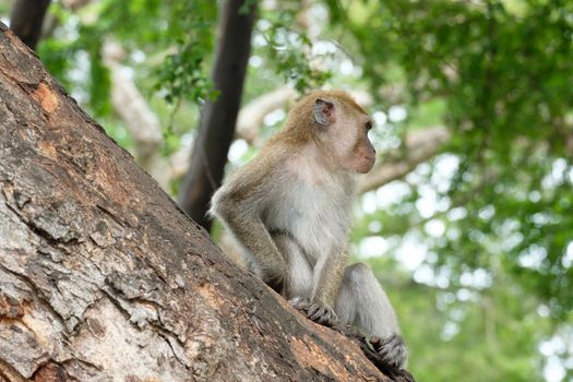 Monkey sitting on a tree, lives in a natural forest of Thailand.