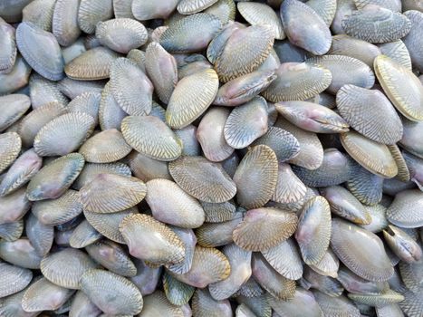 Fresh clams selling at the seafood supermarket.