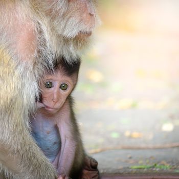 Monkey baby being breast-fed And look forward Show the love ties, With space for write.
