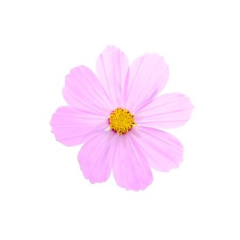 Pink cosmos flower isolated on white background.