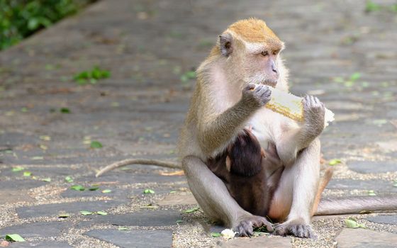 Monkey is eating a corn and sitting on a floor, lives in a natural forest of Thailand, With space to write.