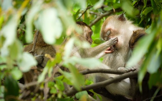 Monkey hand face of the mother, Expression of love on a tree, lives in a natural forest of Thailand. Space to write.