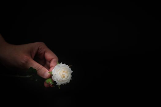 Still life with flower in hand on black background, Choose a focal point, copy space for write.