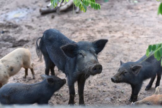 Wild boar (sus scrofa ferus) looking at camera. Wildlife in natural habitat. big boar looking for food , capital boar. Pig indoor on a farm yard in Thailand. Nature and animals concept. Selected focus