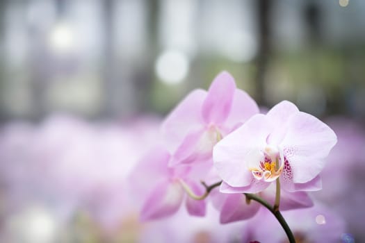 Beautiful orchid flower with natural background, Select the focus and blur.