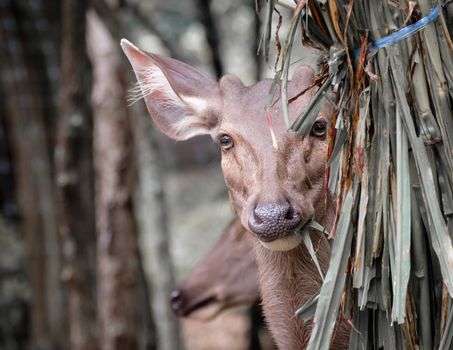 Deer dodging face with grass bush.