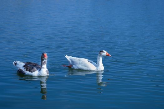 Two geese floating floating happily in the turquoise river.