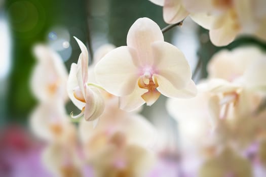 Beautiful orchid flower with natural background, Select the focus and blur, Make Lens Flare.