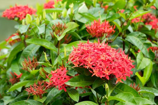 Red spike flower.King Ixora blooming