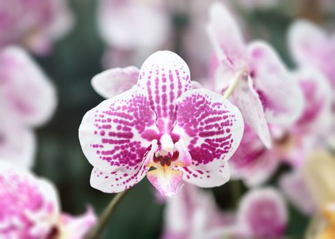 Beautiful orchid flower with natural background, Select the focus and blur.