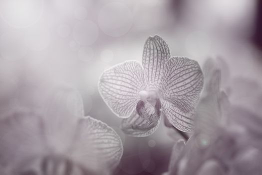 Beautiful orchid flower in Morning sun with natural background, Select the focus and blur, Monochrome tone.