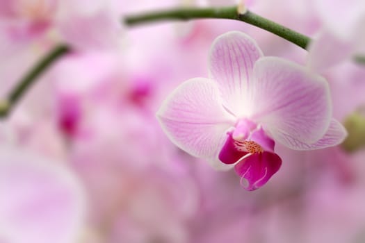 Beautiful orchid flower in Morning sun with natural background, Select the focus and blur.