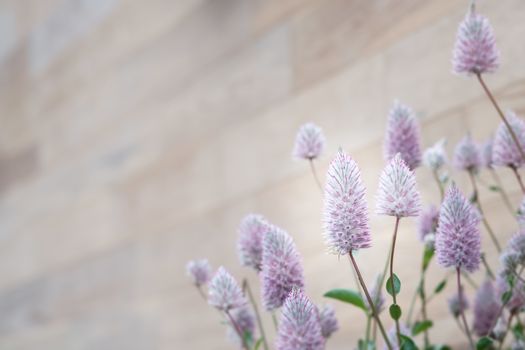 Beautiful purple flower with wooden background, Select the focus and blur, Copy space to write.