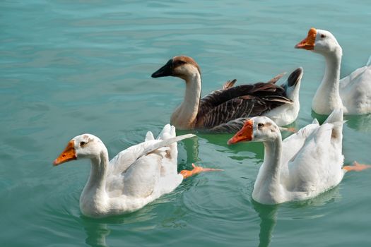 four geese floating  happily in the turquoise river.