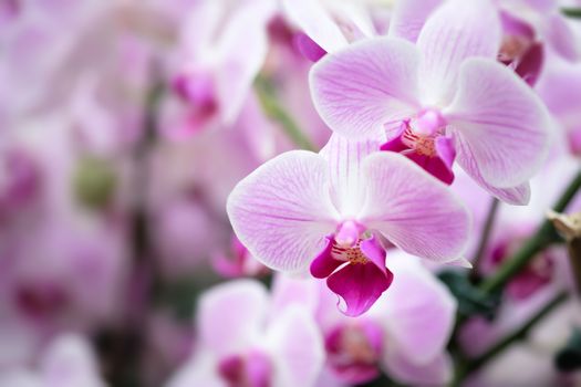 Beautiful orchid flower with natural background, Select the focus and blur.