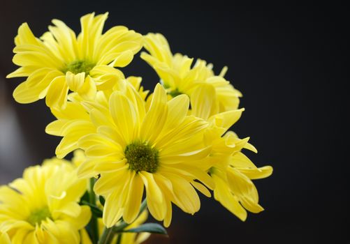 Bright yellow daisy on a black background.