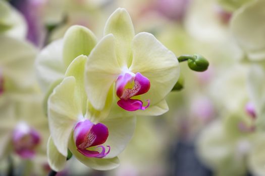 Beautiful orchid flower with natural background, Select the focus and blur.