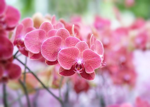 Beautiful orchid flower with natural background, Select the focus and blur.